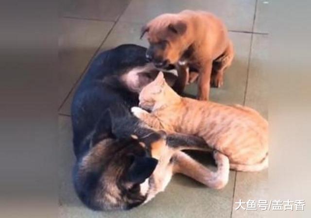 猫咪见狗狗当妈，放下仇恨和睦相处，但做的事却让主人都替它害臊