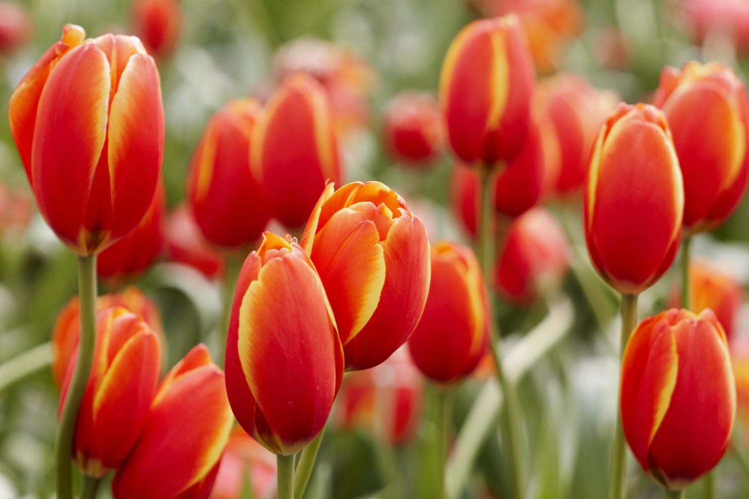 如何种植郁金香，养护郁金香时应该需要注意什么