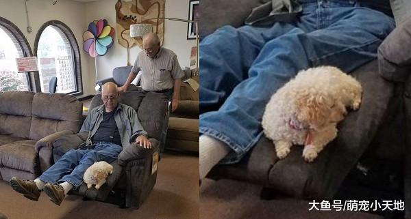 爷爷找沙发带狗一起去试躺，见到金孙满意趴下秒买单