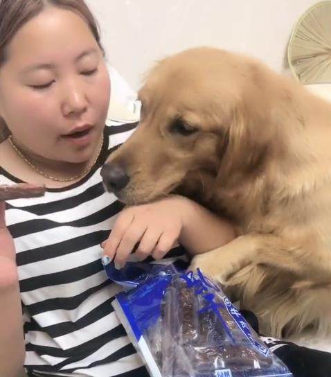 女主不给金毛吃牛肉干，金毛跳上去直接扑倒她