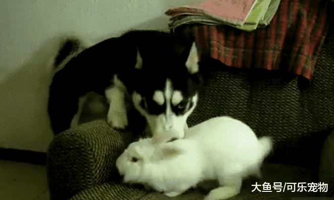 铲屎官带回来一只兔子，二哈将其当成了朋友，每天都会和兔子玩耍