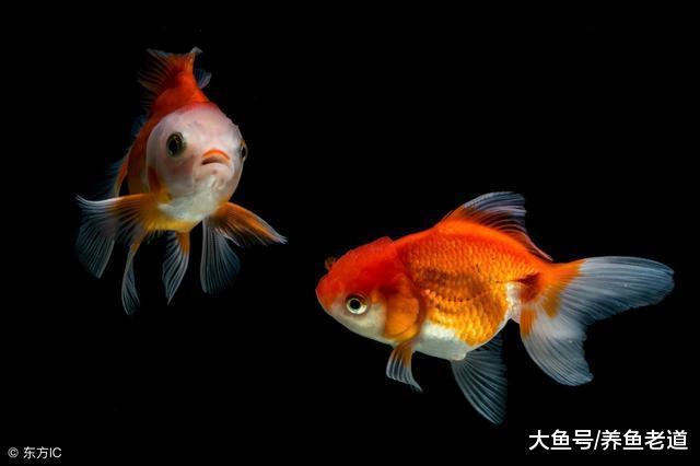 混養體質較弱的觀賞魚，在合缸之前分缸飼養還是檢驗檢疫好？