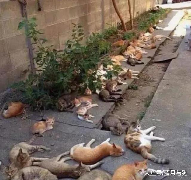 男子在家门口种植猫薄荷驱蚊，第二天早上出门，怀疑人生了