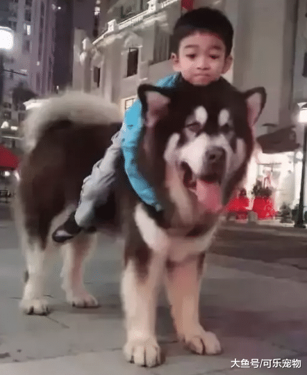 威风凛凛的阿拉斯加像只狮子，主人突发奇想，将它当成了坐骑