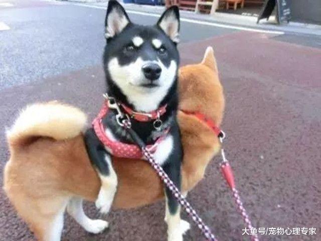 主人养了两只柴犬，带它们出门遛弯，结果散步姿势遭围观