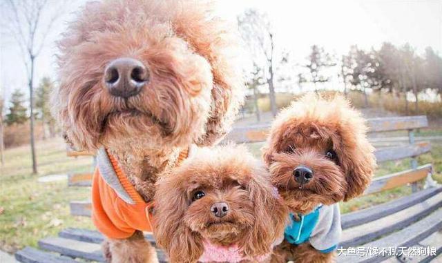 可能你还不知道，你的这些行为，对泰迪犬很伤