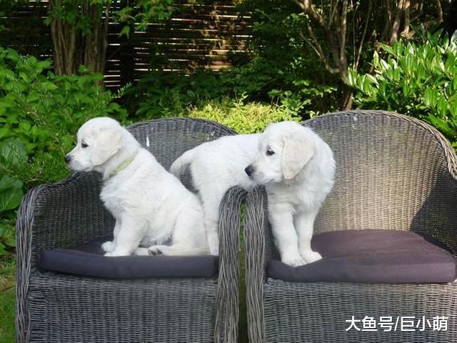 狗狗能独处多少小时？幼犬成犬老年犬都不同，主人最好分清楚