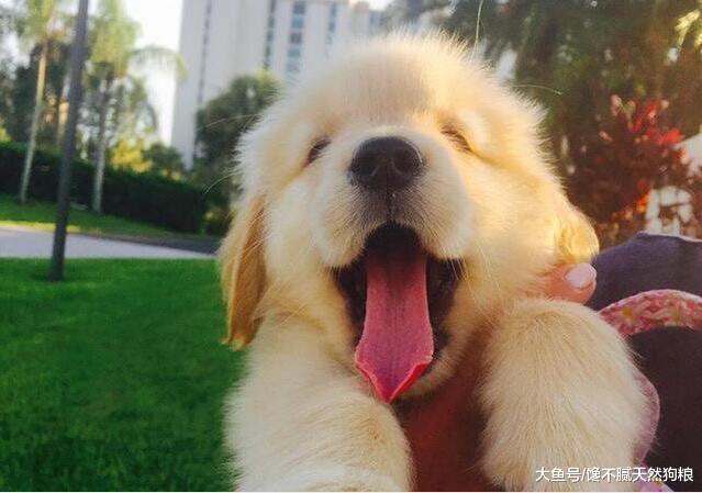 想要金毛犬毛发“柔顺、亮泽”？就需要做好这5点