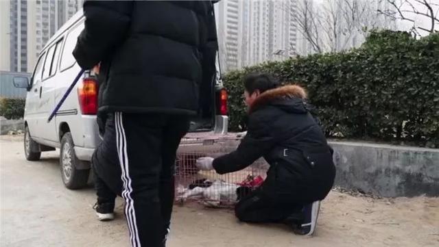 工人十年救下四千多條被棄寵物，為其建造收容所，堅持善良不放棄