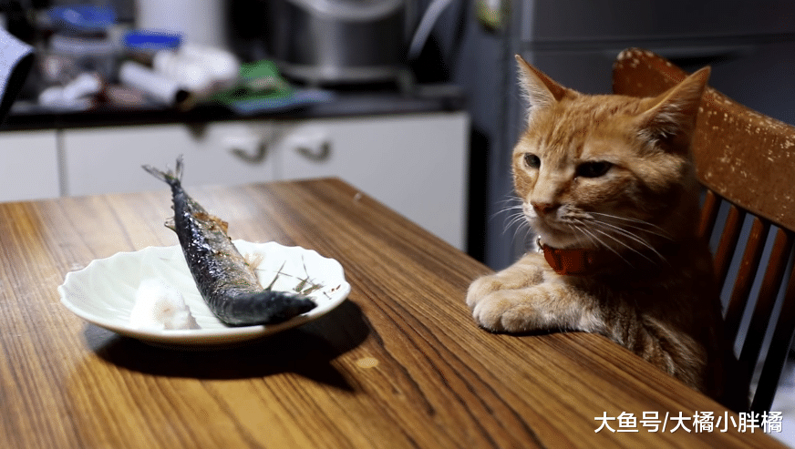 橘猫面前摆着一条煎鱼，铲屎官再三嘱咐别碰，它的反应真是萌翻了
