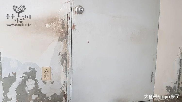 韩国白狗被锁屋内饿到啃家具无人管, 最后被发现时一切为时已晚