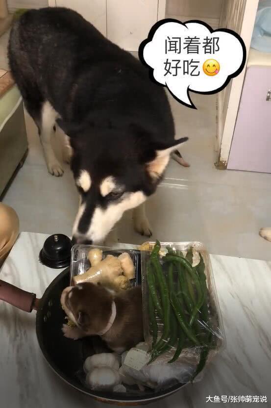 小二哈被放到锅里，狗妈看到后叼着油瓶过来：不放油怎么好吃呢？