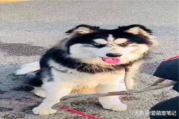 女子在服务区偶遇一只“阿哈”混血犬，并且还是异瞳孔的，好帅气