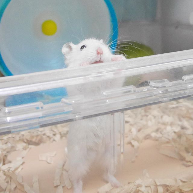 仓鼠心很累，为了吃到好吃的仓鼠粮，鼠鼠做了一回“蜘蛛侠”