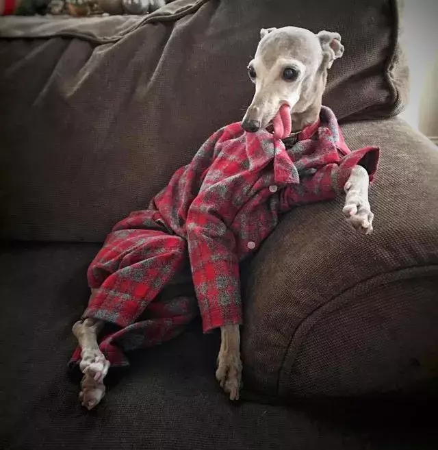 穿著睡衣的可愛汪星人