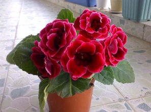 如何养护大岩桐，大岩桐养好要技巧这里知道来看看吧