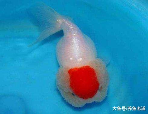 关于金鱼的投喂量和投喂时间，我们可以遵循以下原则！