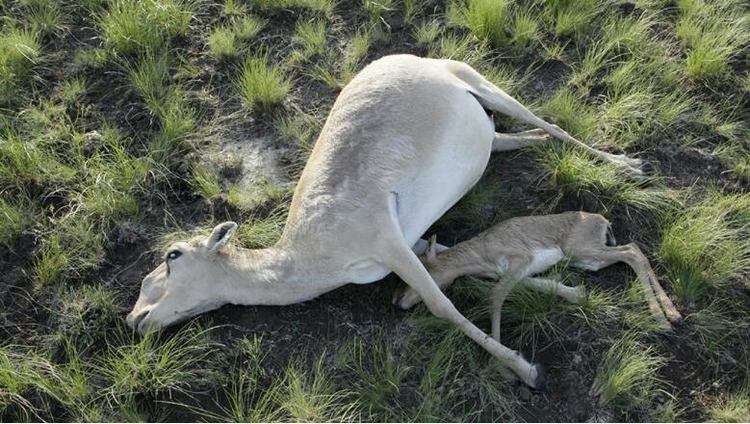 草原陈尸大片高鼻羚羊，专家：工业污染为原因之一