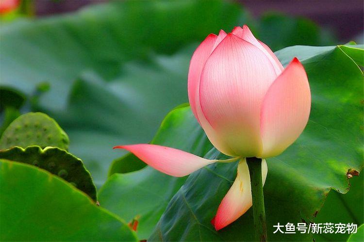 9月下旬财运来，3生肖好运如虹，生活幸福又甜蜜！