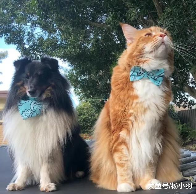 虎斑猫2年长成“小老虎”，一脸忧郁求收养“别怕，我很温柔”
