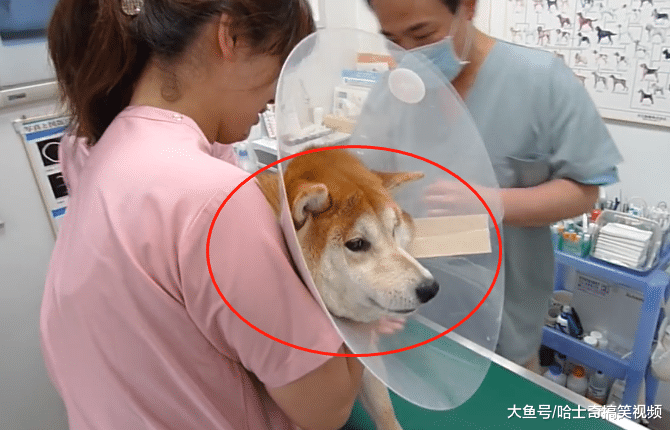 网友带柴犬去打针，3位医生都抱不住它，主人却在拍视频