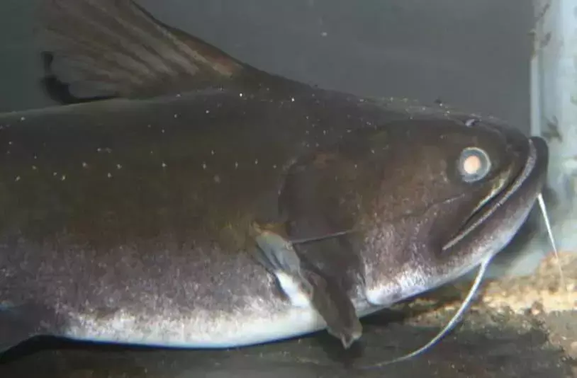 七大凶猛鱼类, 电鳗只能排第二, 第一你绝对想不到