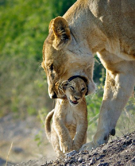 一招教你如何溜懒猫，亲测有效