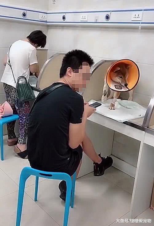 宠物医院现心酸一幕，狗狗自己乖乖输液，网友：懂事的让人心疼！
