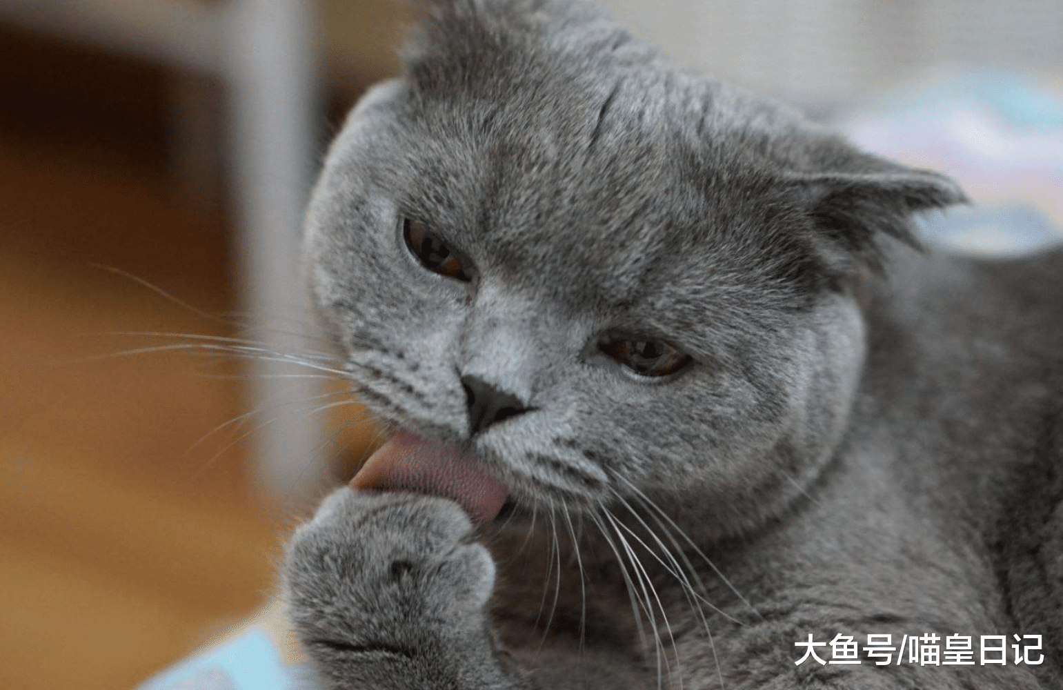 铲屎官自述: 家里的喵星人有一个爱好很像狗狗, 那就是撕纸玩!