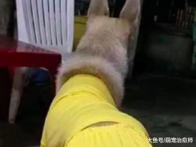 網友買衣服給哈士奇穿上，看起來還挺性感的！二哈：你別有想法！