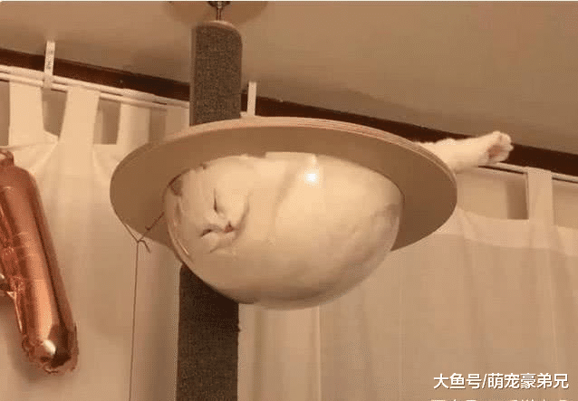 来朋友家玩，总感觉这“灯”有些不对劲，看清后“猫灯”