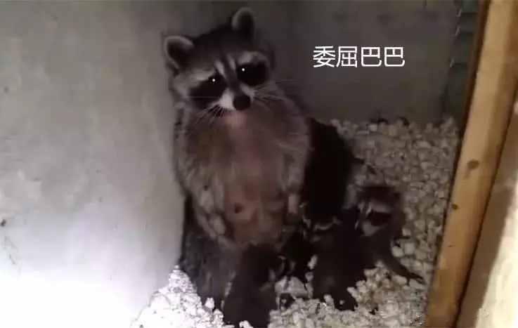 刚搬到新家, 总觉得墙壁里有动静, 凿开后全家人原地愣住