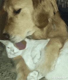 金毛抱着猫咪给它舔毛, 而猫咪一脸享受表情: 大舌头就是不一样!