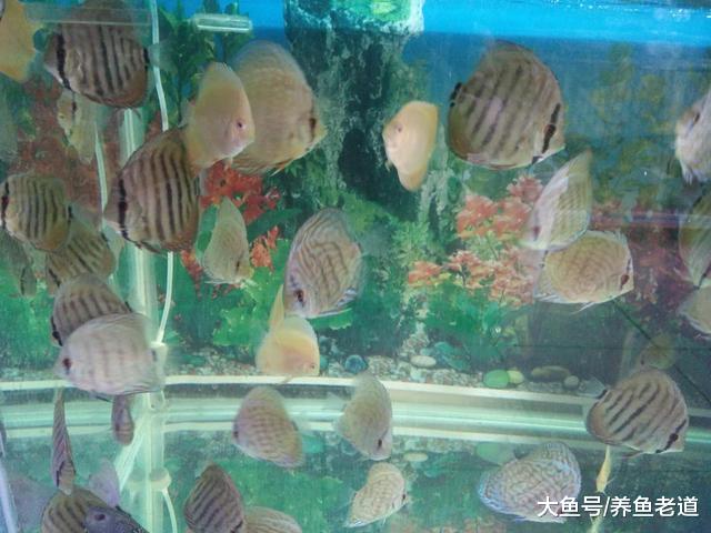 当一把鱼饲料都能轻松改变观赏鱼的水质，我们还做什么水质检测？