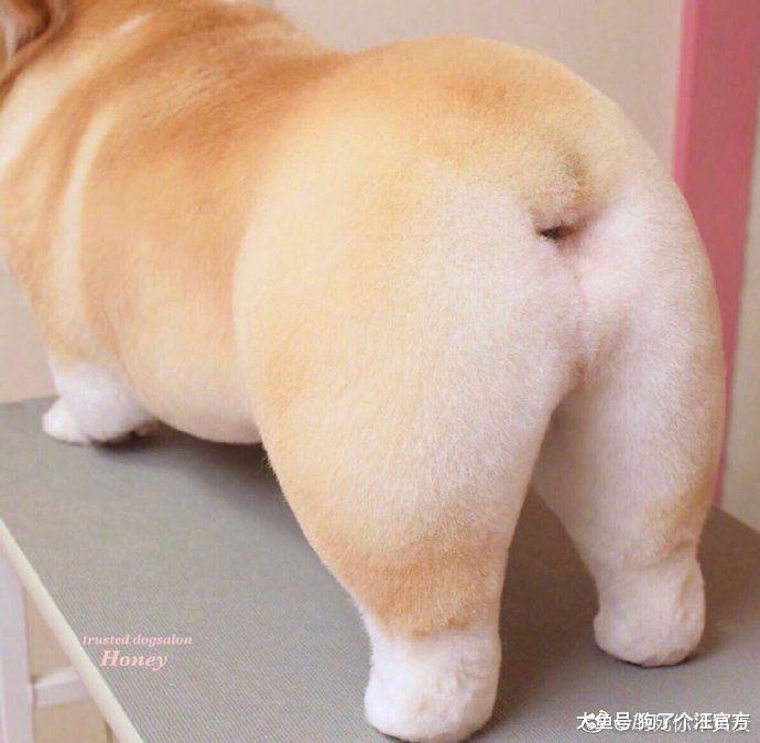这是我见过混的最惨的狗