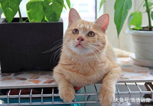為什么有的人不愿意養貓？只因貓咪有5個缺點，讓他們不能接受