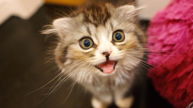 猫咪不爱喝水? 也许是铲屎官没用对方法