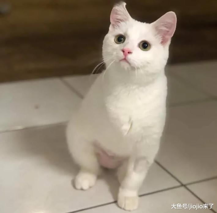 流浪猫右前腿严重受伤，被救后无奈截肢，没想到痊愈后美翻