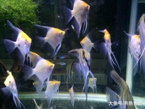 鸡肝、鸭肝、牛心、猪心还有一些海产品，都可以投喂观赏鱼吗？