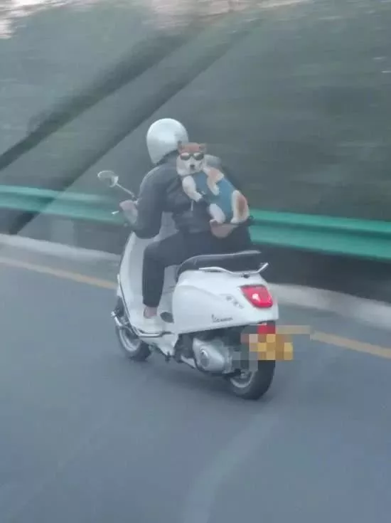 完了！我竟然被一只狗给撩到了，是恋爱的感觉了...