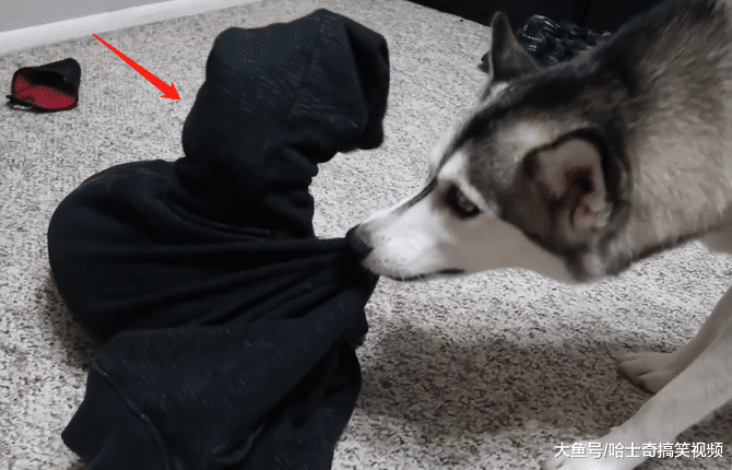 寵主送二哈“禮物”，它卻發現是伙伴，汪：要把它煮了嗎？