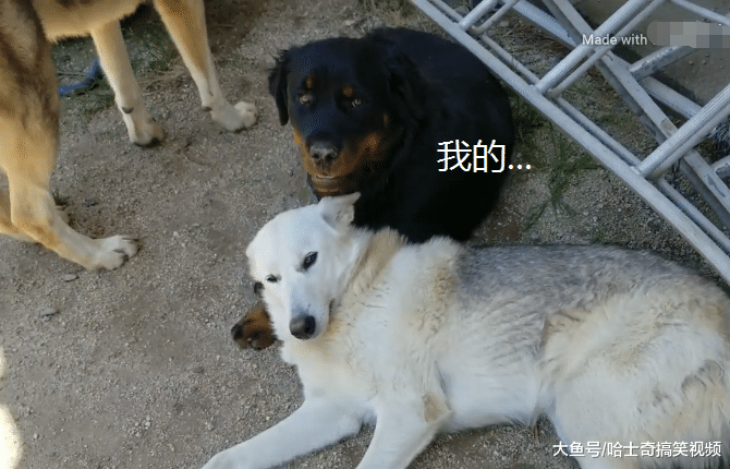 二哈跟狼犬“喜结连理”，结果又有了新欢，谁更有安全感？