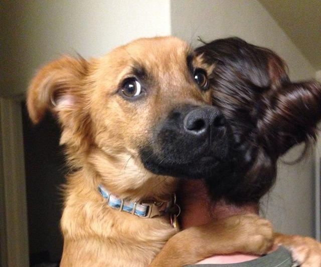 狗狗动不动就恐惧，甚至还会咬人，3个步骤带你破解恐惧真相