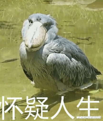 几种动物萌态可掬却快要走向灭绝，上帝：你的智商税交了吗？