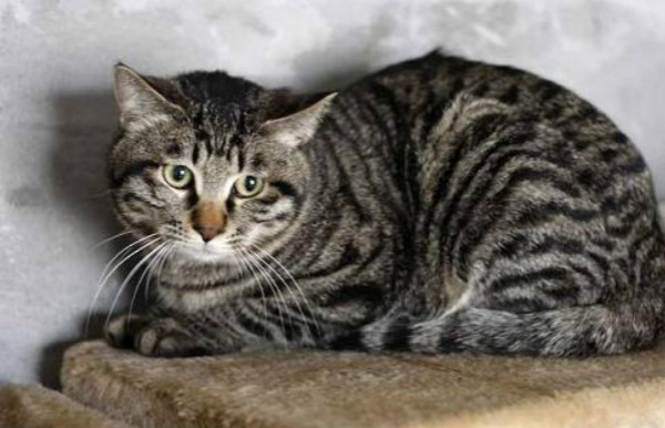 猫猫长癣了怎么办？猫猫长癣一直蔓延怎么办