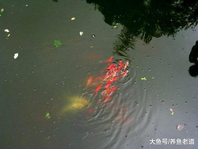 千年的草籽萬年魚籽，為什么自然環境下的水塘里會有魚？