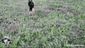 德牧救了一只橘猫回家，结果自己被冷落，早知道不救了