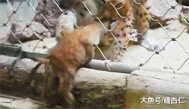 网友外出带回一只橘猫, 没料橘猫到家就宣告主权: 这个位置是我的