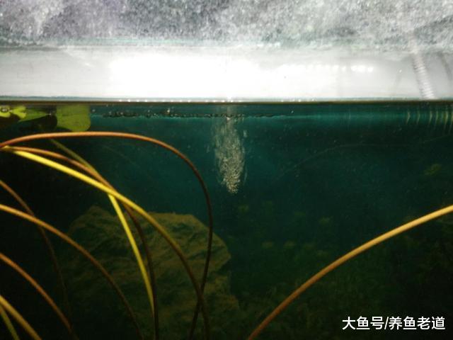 为什么我们鱼缸的上滤系统，总是发挥不了最佳的作用？