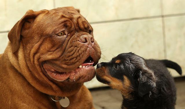 为什么狗狗总爱找更大的同类打架，这是胸有成竹？还是不知死活？